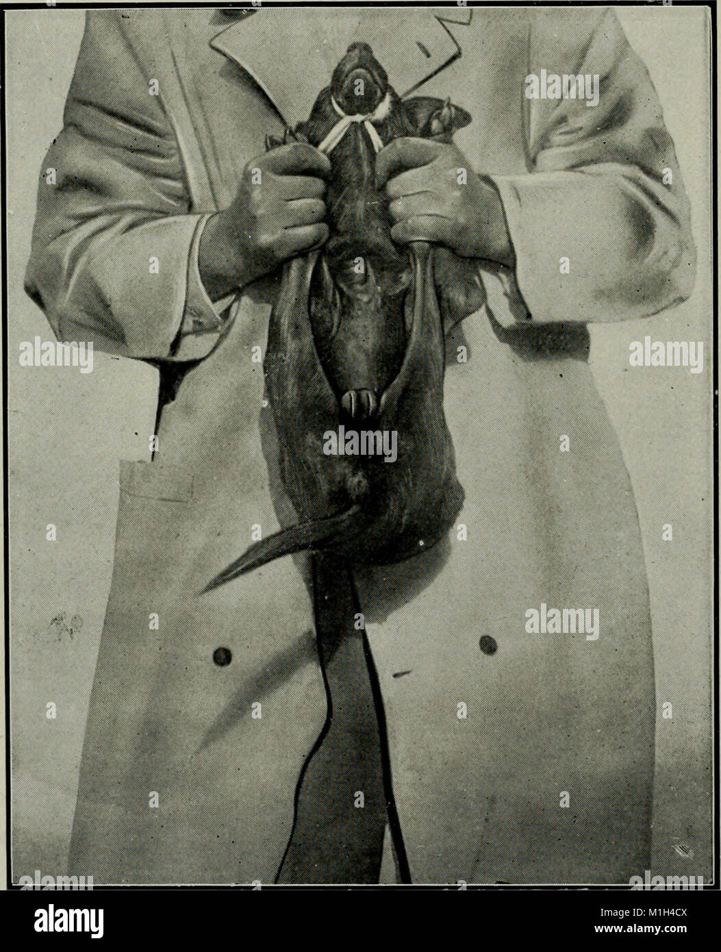 This 1920 text provides a comprehensive guide on the practice of animal ...