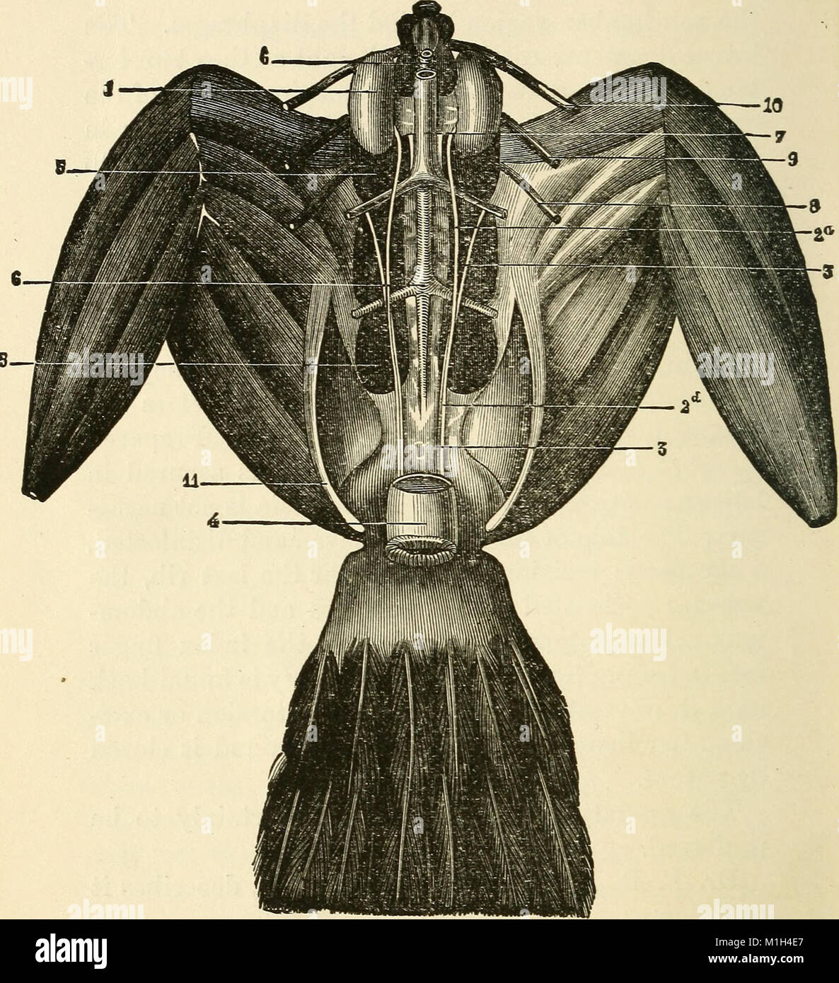 Animal castration (1902) (18009831089 Stock Photo - Alamy