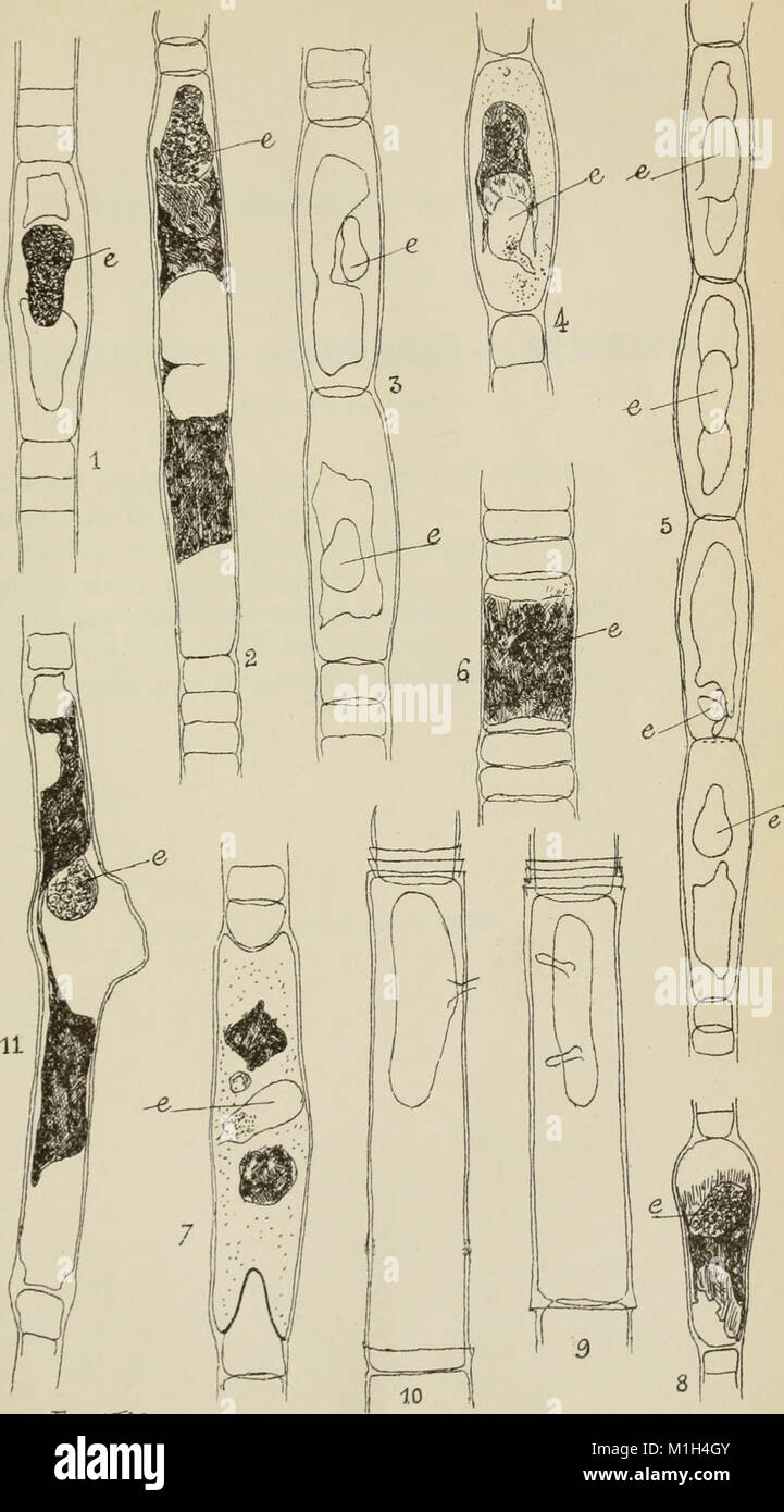 Annales de la Socit belge de microscopie (1875-1907) (18204099755) Stock Photo
