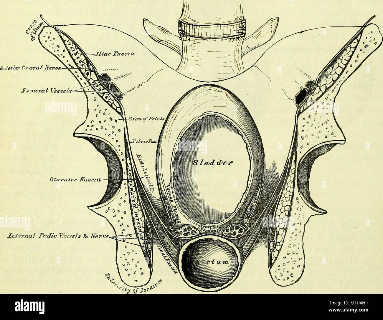 This 1860 text on descriptive and surgical anatomy offers a detailed ...