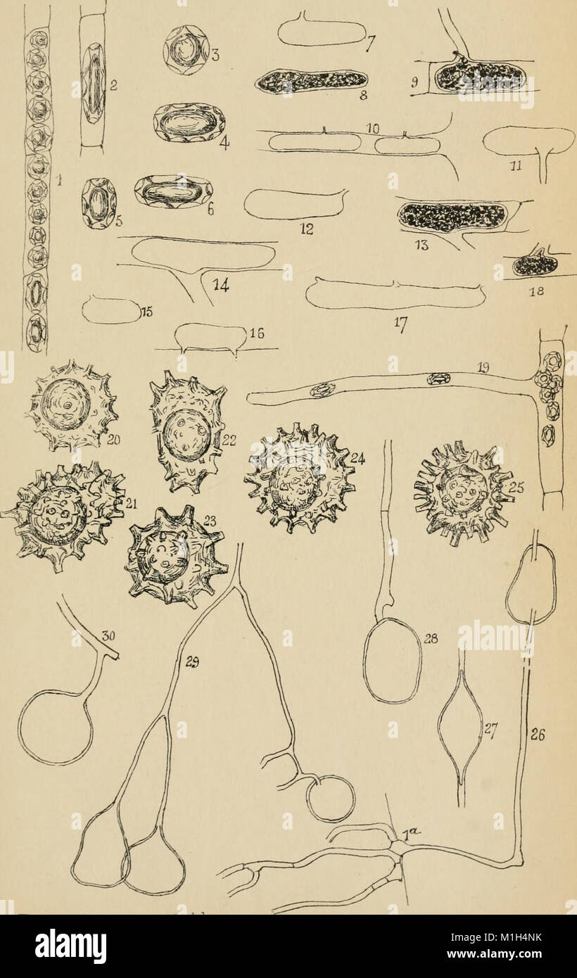 Annales de la Socit belge de microscopie (1875-1907) (18016139158) Stock Photo