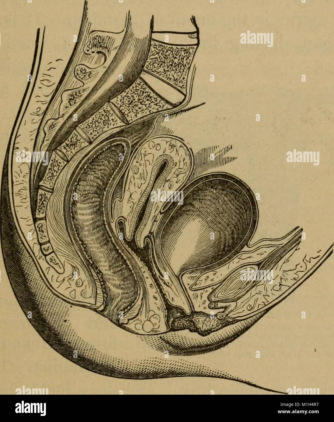 This 1891 treatise provides a comprehensive guide to human anatomy ...