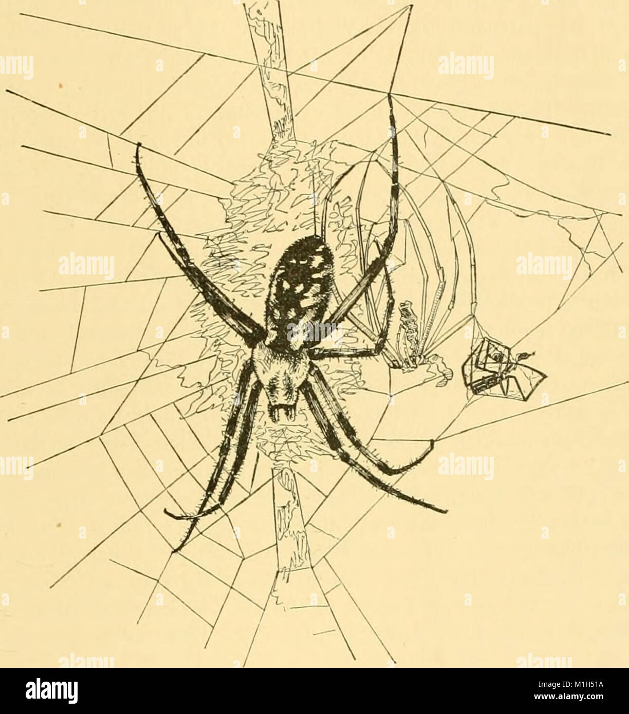 American spiders and their spinningwork. A natural history of the orbweaving spiders of the United States, with special regard to their industry and habits (1890) (14591579638) Stock Photo