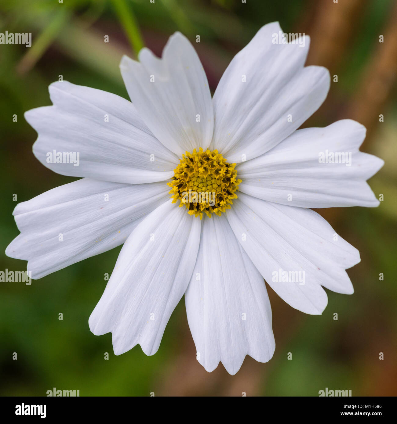 White cosmos bipinnatus flower hi-res stock photography and images - Alamy