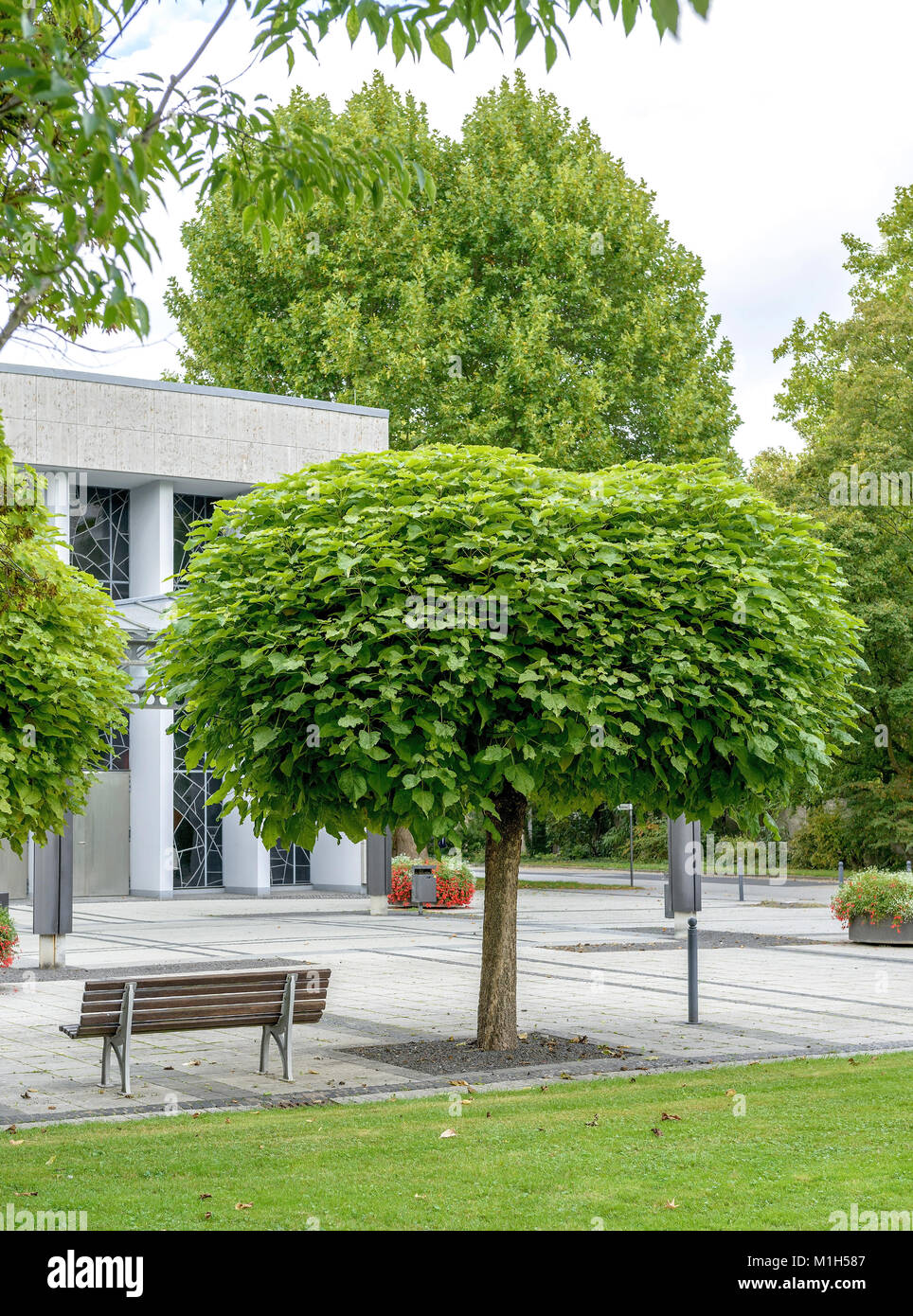 Ball trumpet tree (Catalpa erubescens Nana), Kugel-Trompetenbaum (Catalpa bignonioides Nana) Stock Photo