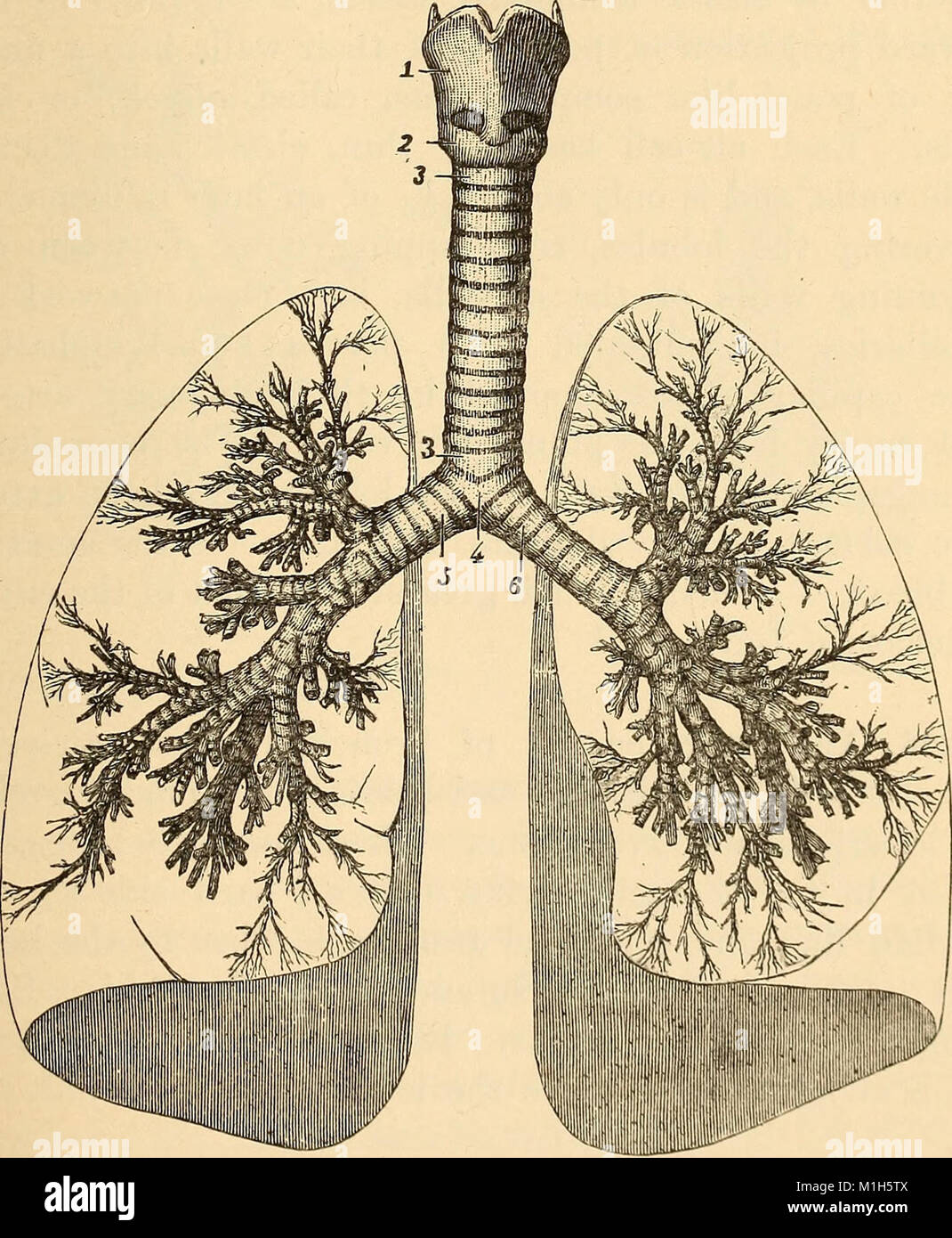 два бронхиальных дерева