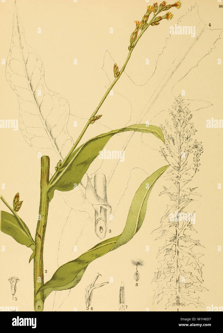 American Medicinal Plants An Illustrated And Descriptive - 