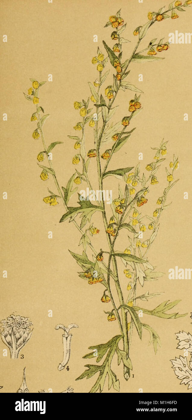 A Comprehensive Guide From 1887 Detailing American Medicinal Plants It