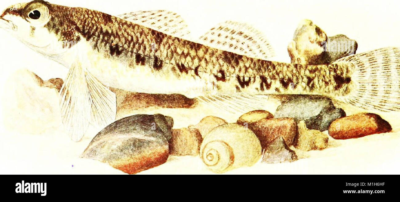 Thorough Fish Provides a thorough overview of hi-res stock photography and images - Alamy