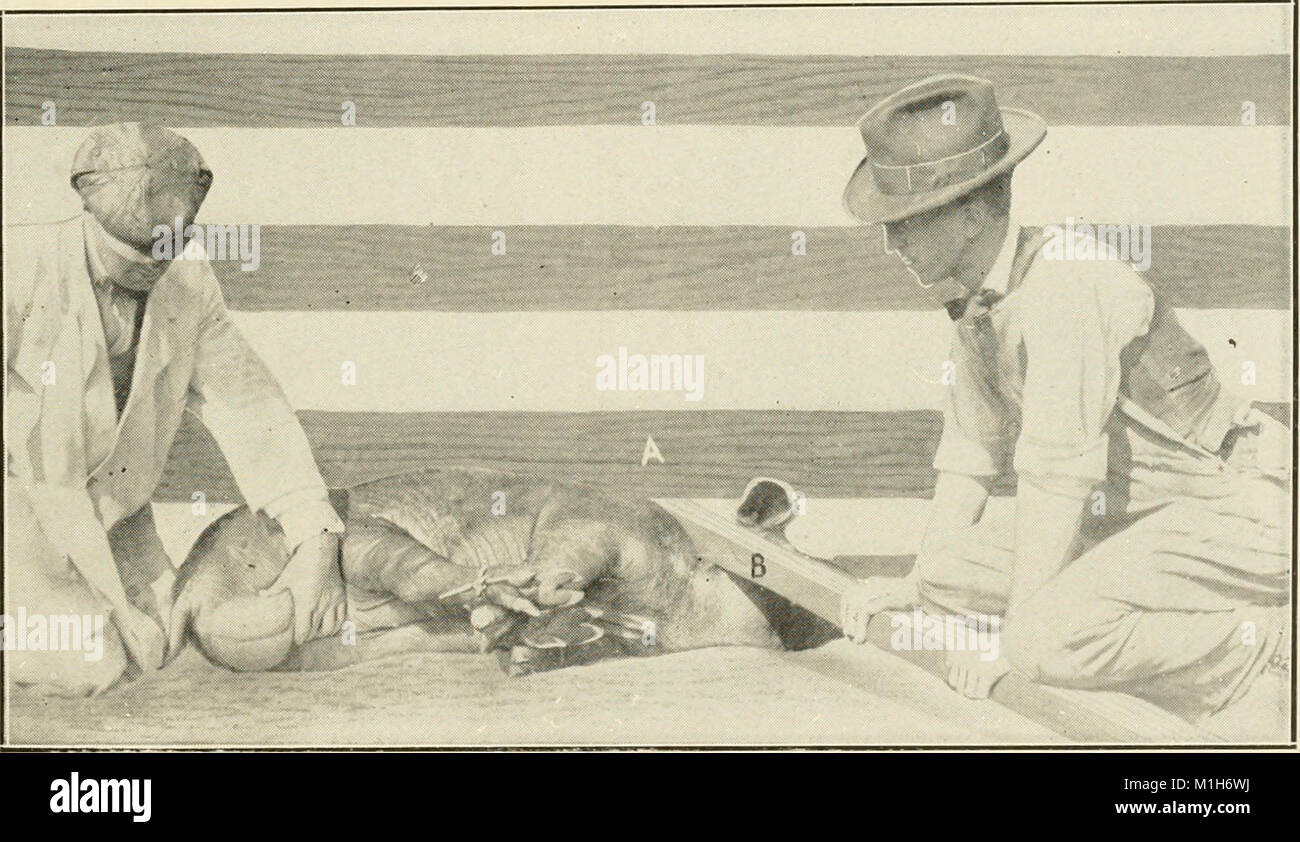 This 1914 publication on animal castration offers detailed guidelines ...