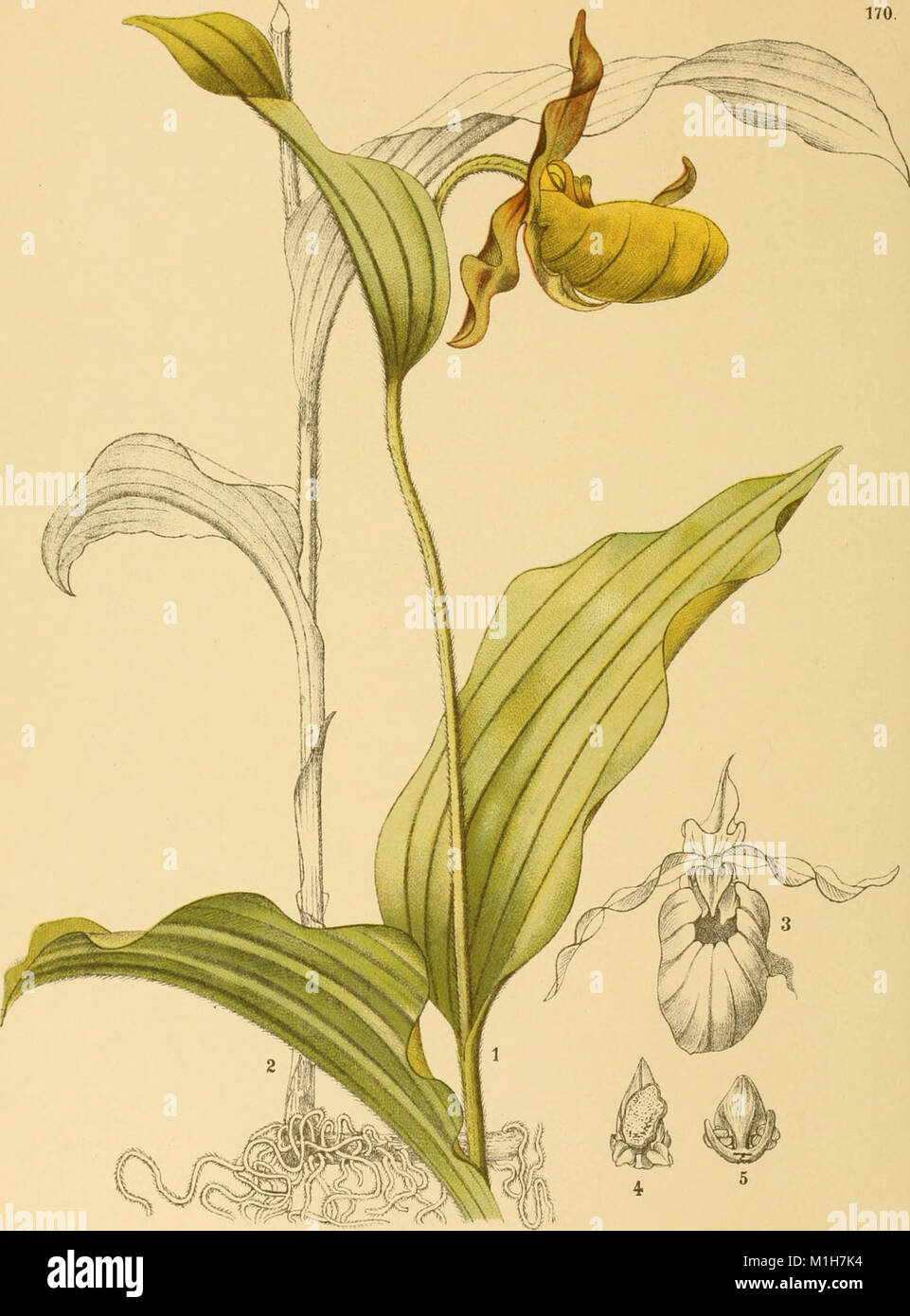 American Medicinal Plants 1887 Offers A Comprehensive Guide To