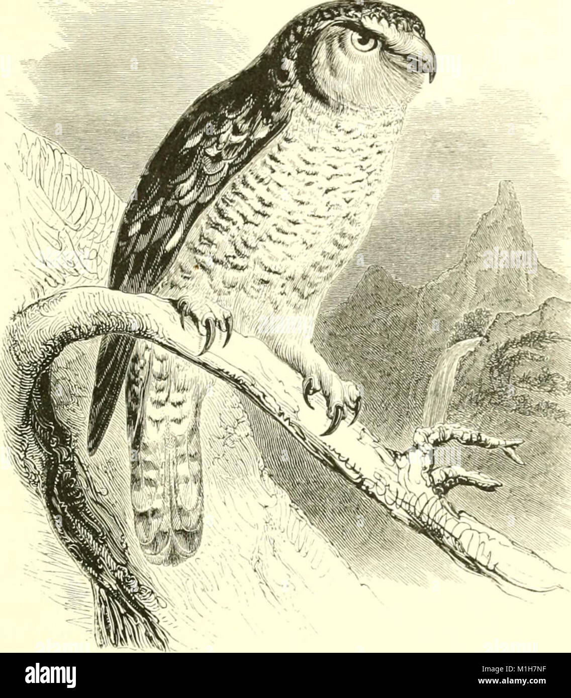 This illustrated manual from 1889 provides detailed descriptions and ...