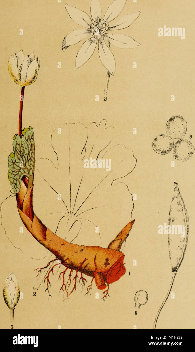 GUIDE TO MEDICINAL PLANTS AN ILLUSTRATED SCIENTIFIC AND MEDICINAL APPROACH visual data 4