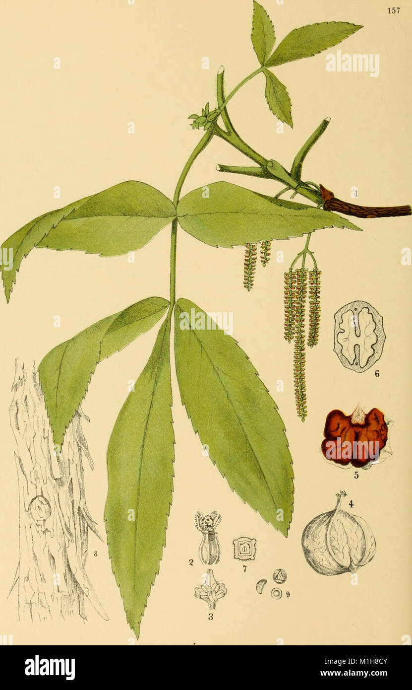 This 1887 Guide Provides A Comprehensive Overview Of American Medicinal