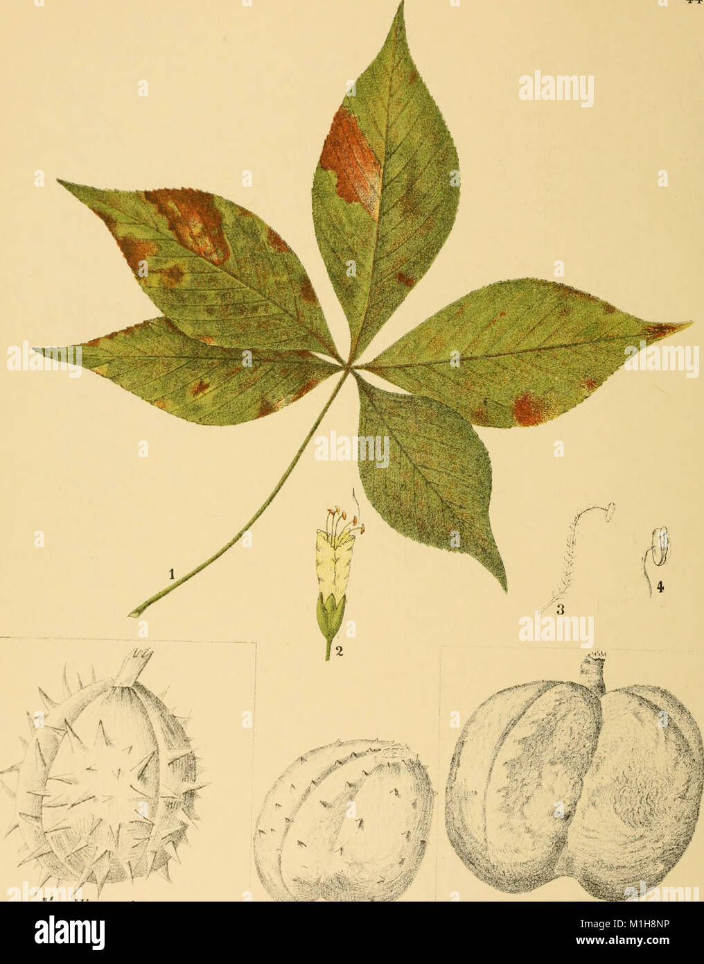 GUIDE TO MEDICINAL PLANTS AN ILLUSTRATED SCIENTIFIC AND MEDICINAL APPROACH visual data 3