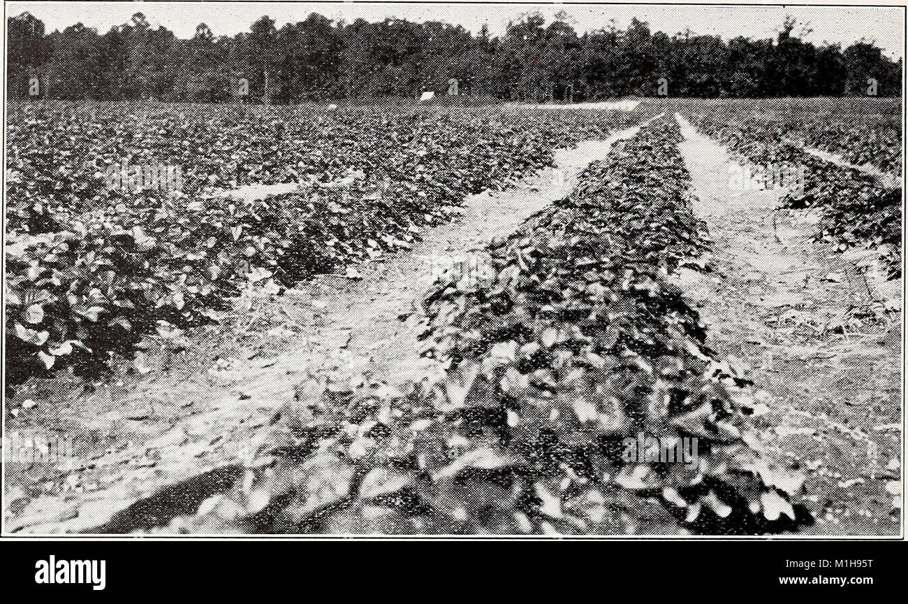 The *1932 Catalog Rayner Bros.* features selected varieties of