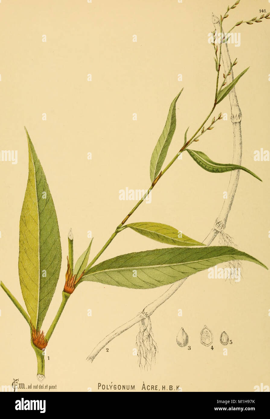 American Medicinal Plants 1887 Is An Illustrated Guide To Plants