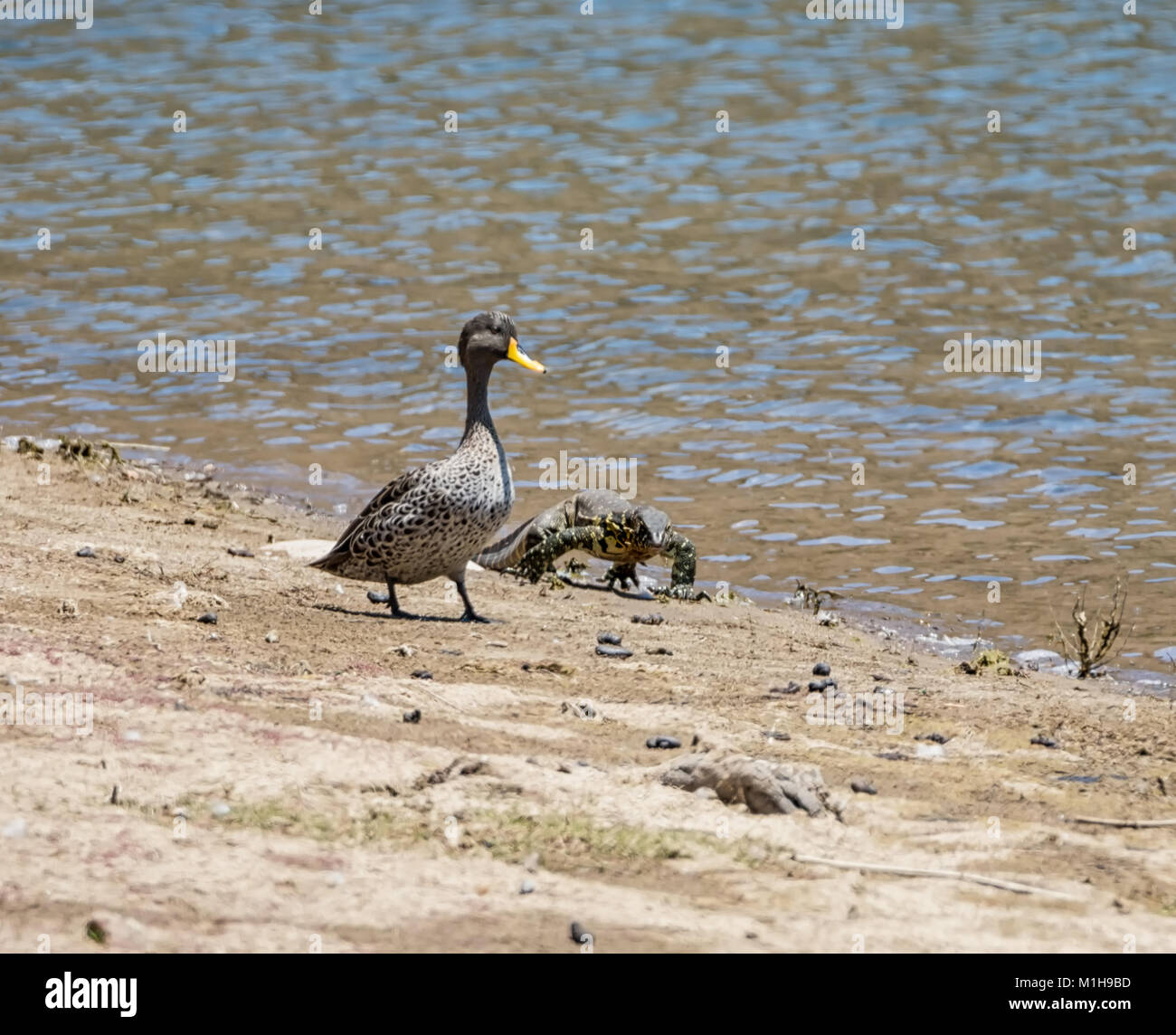A Nile Monitor and Yellow-billed Ducks at a watering hole in Southern African savanna Stock Photo