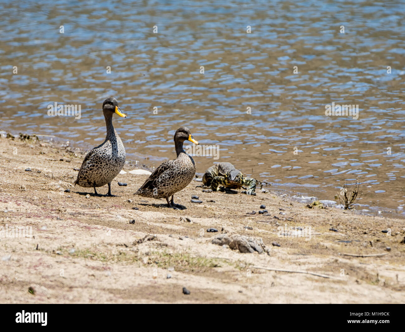 A Nile Monitor and Yellow-billed Ducks at a watering hole in Southern African savanna Stock Photo