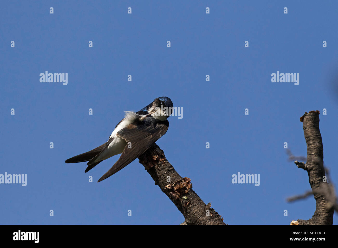 Chilean swallow Tachycineta meyeni perched in a tree Torres del Paine National Park Patagonia Chile South America December 2016 Stock Photo