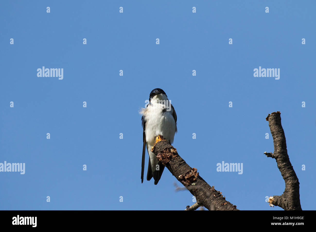 Chilean swallow Tachycineta meyeni perched in a tree Torres del Paine National Park Patagonia Chile South America December 2016 Stock Photo