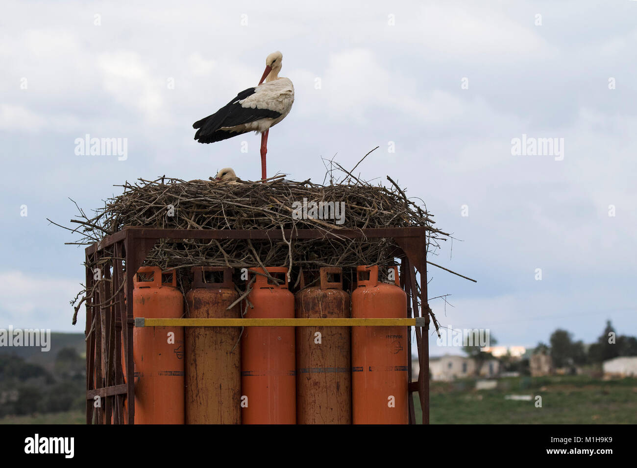 Nesting on cage of gas cylinders hires stock photography and images
