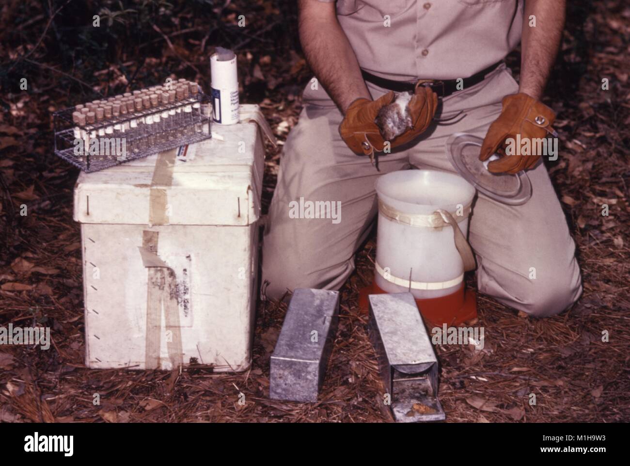 Anesthetized rat hi-res stock photography and images - Alamy
