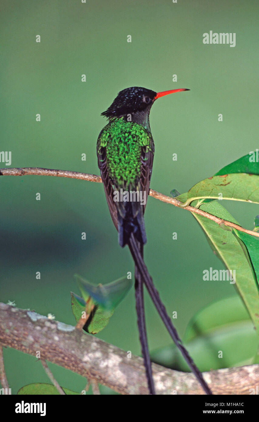 Red Billed Streamertail