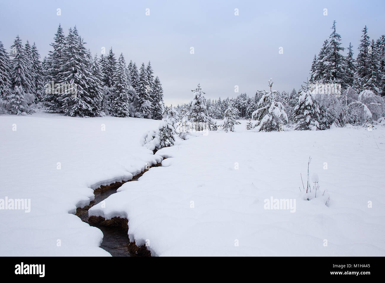 Snowy landscape with little stream, snow and snowy trees, Bloke, Slovenia Stock Photo