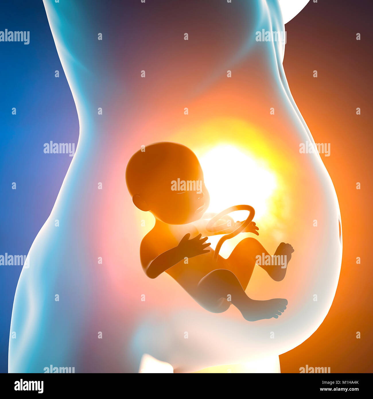 Pregnant woman and child in the womb. Belly section and fetal growth