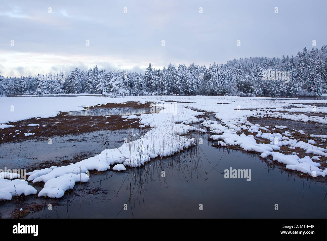 Winter idyllic background with flowing water, snow and snowy trees, Bloke, Slovenia Stock Photo