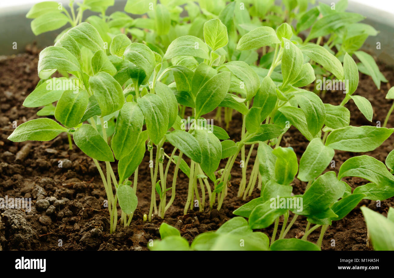 Aubergine seedlings hires stock photography and images Alamy