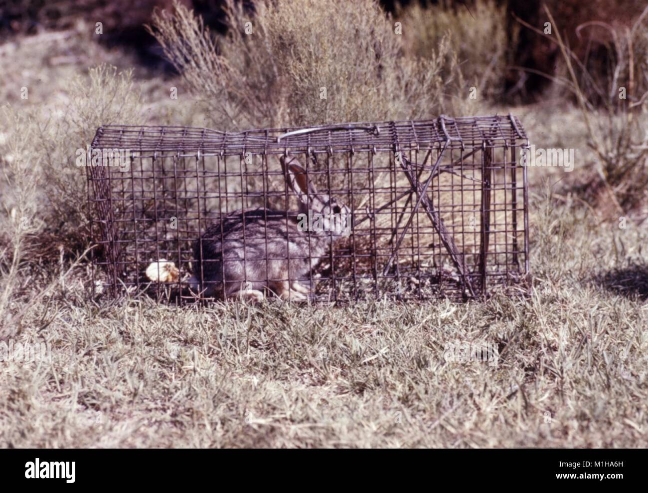 Rabbit trap hires stock photography and images Alamy