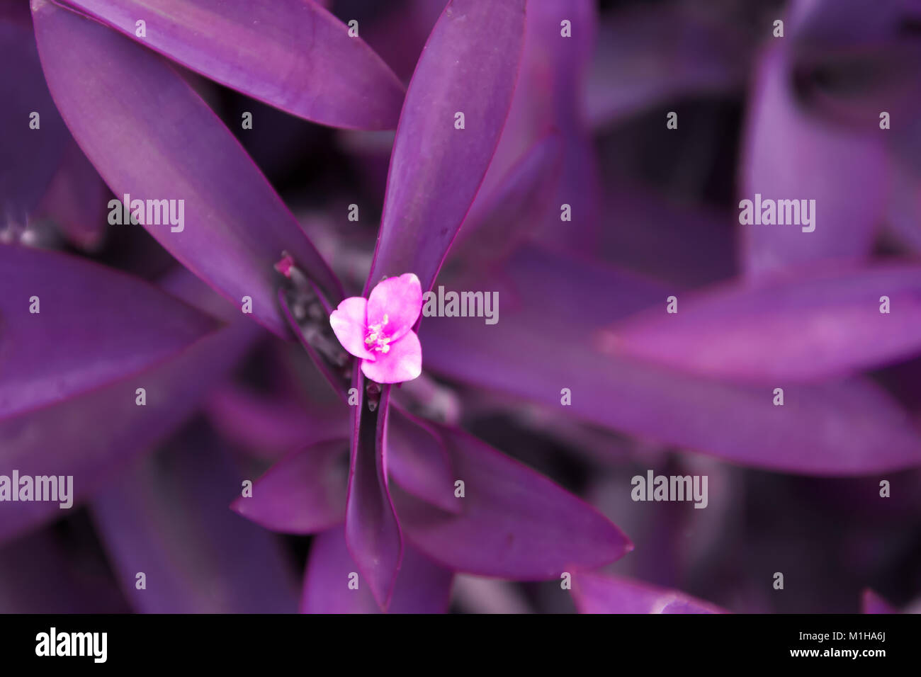 Tradescantia violet leaf plant and lilac flower color of the year Stock Photo