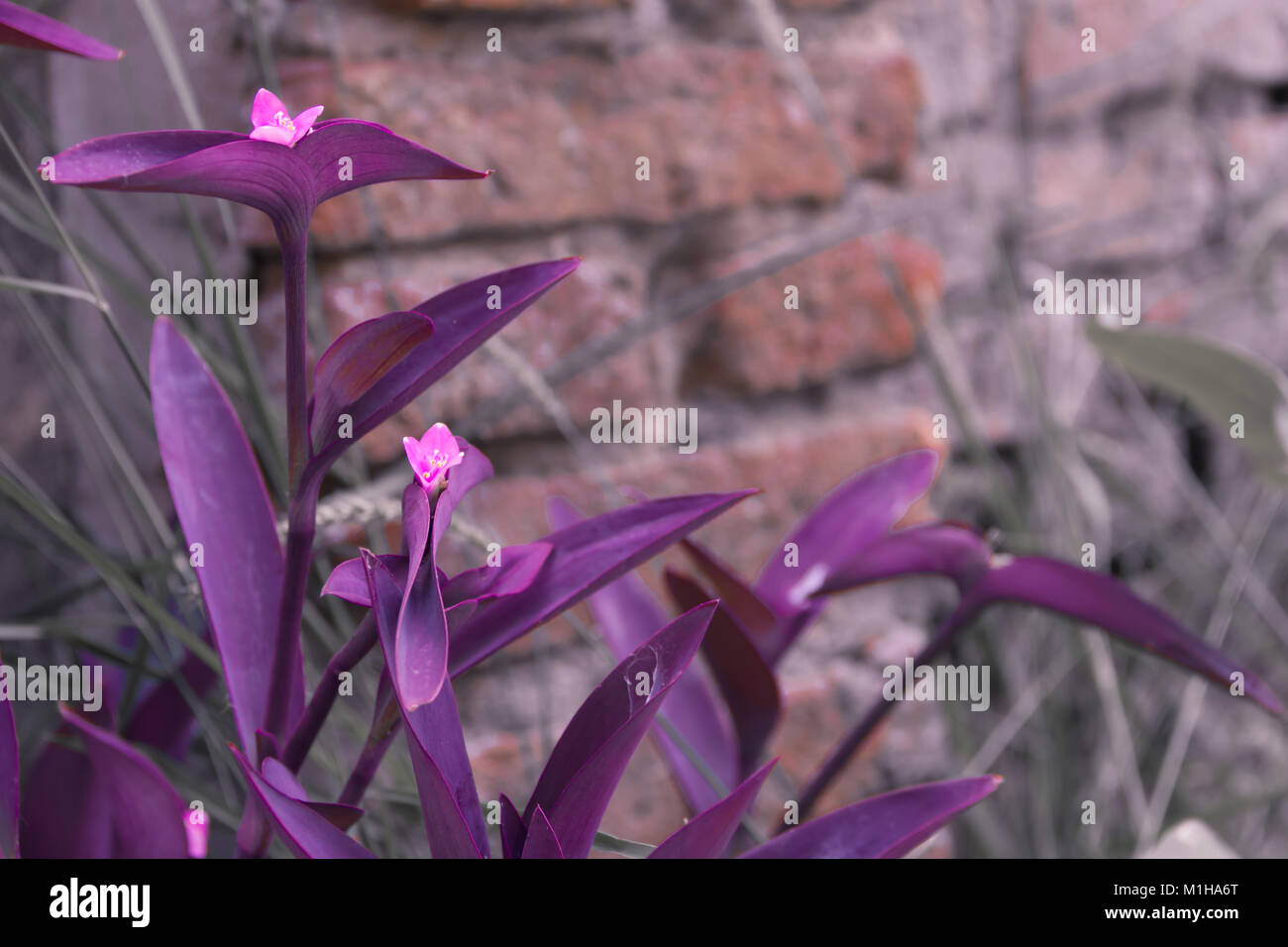 Tradescantia violet leaf plant and lilac flower color of the year Stock Photo