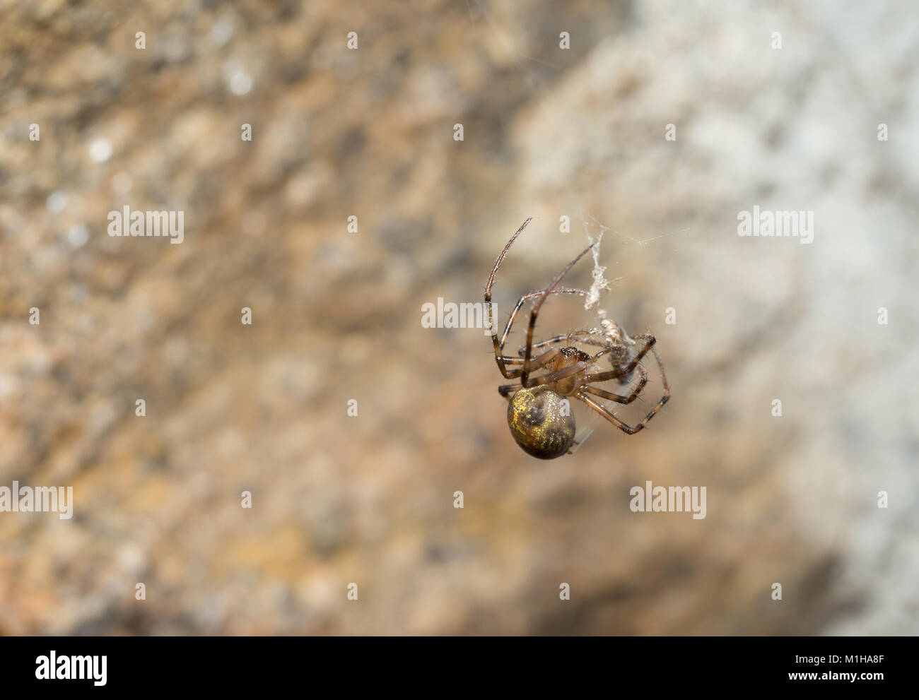 European cave spider Stock Photo