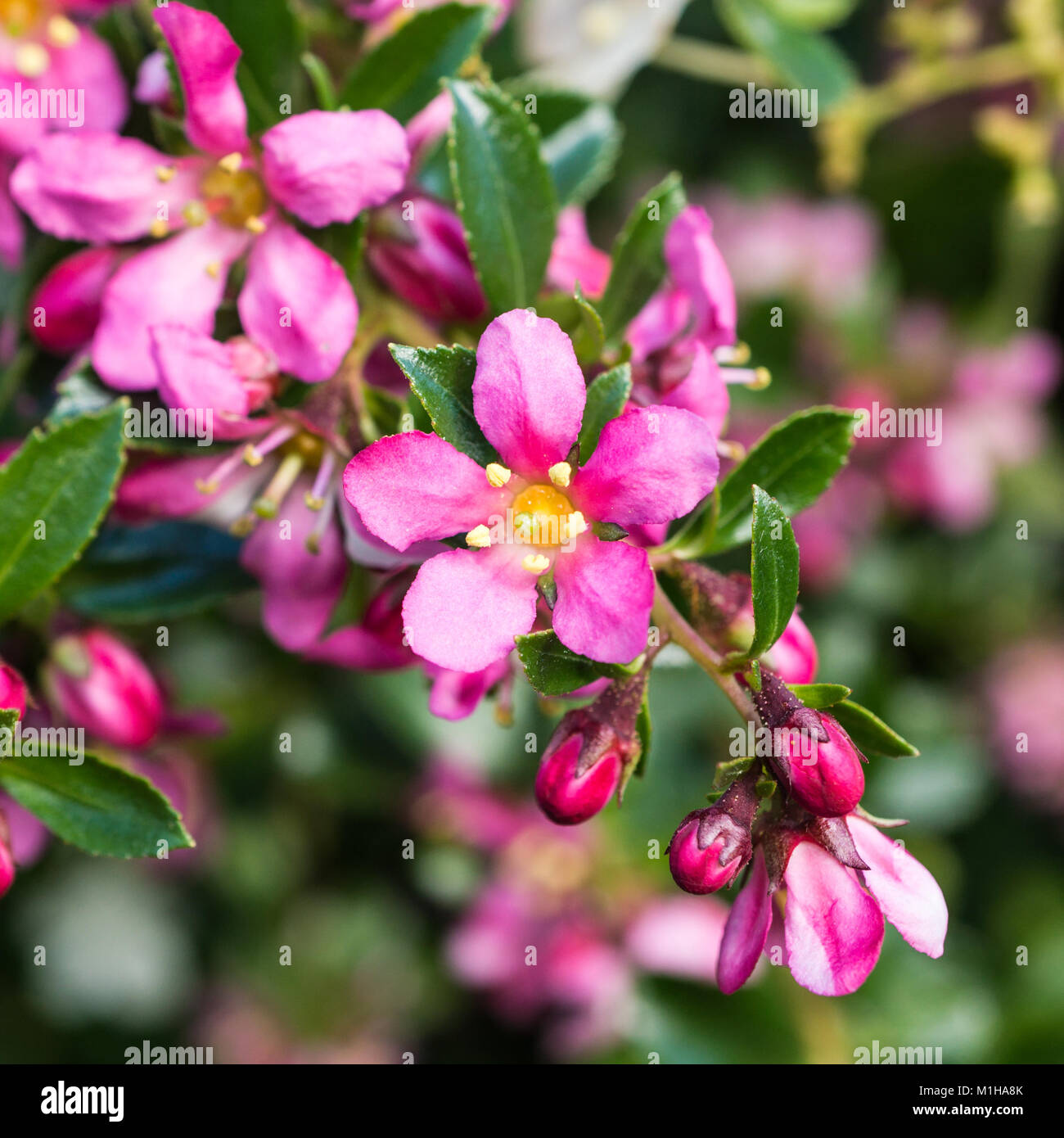 The pretty pink blooms of an escallonia bush. Stock Photo