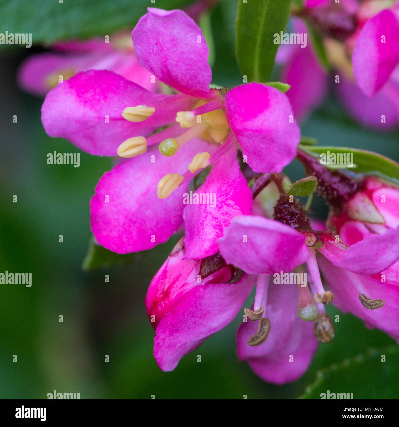 A macro shot of some escallonia blooms. Stock Photo