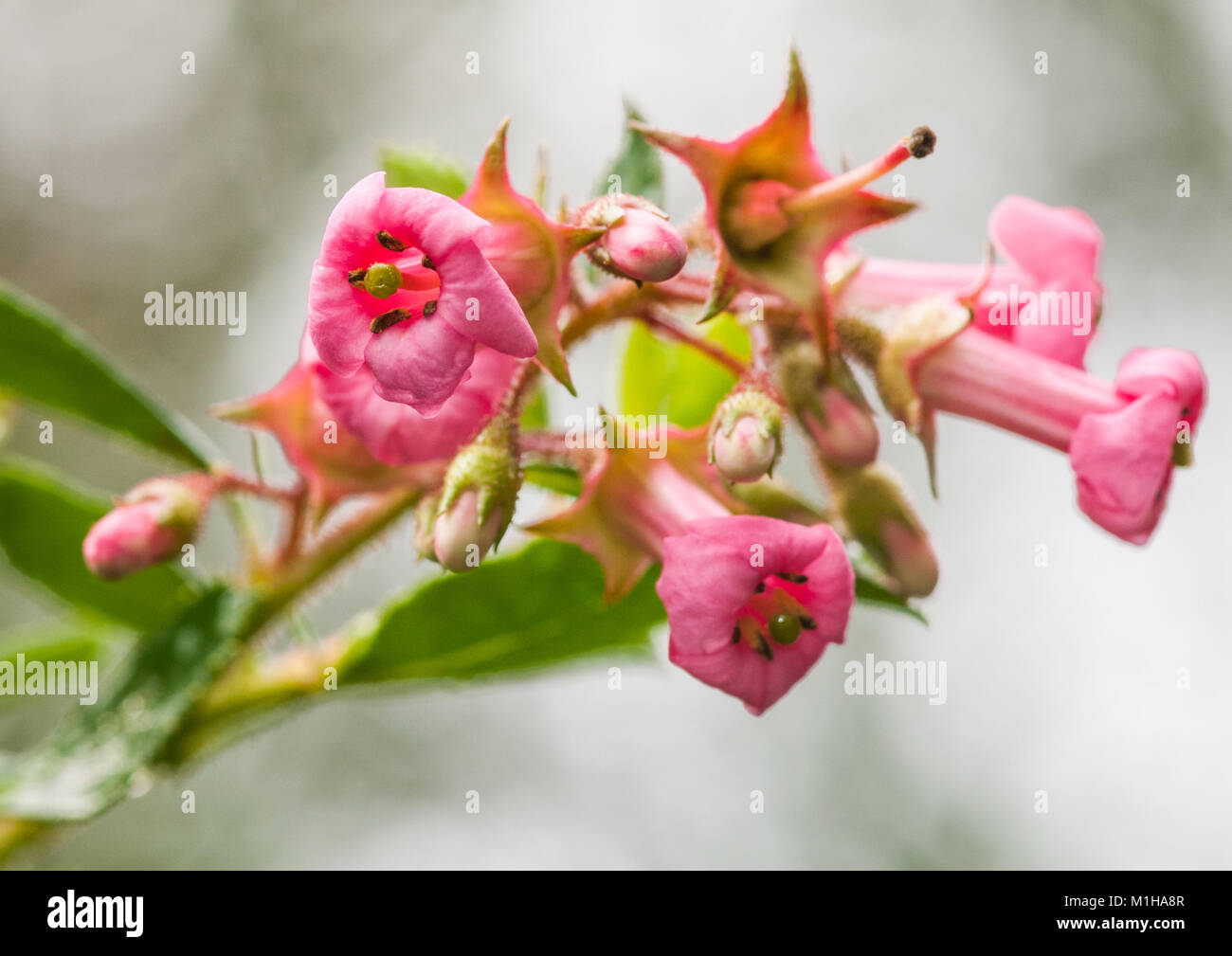 A close-up of some pink escallonia flowers. Stock Photo