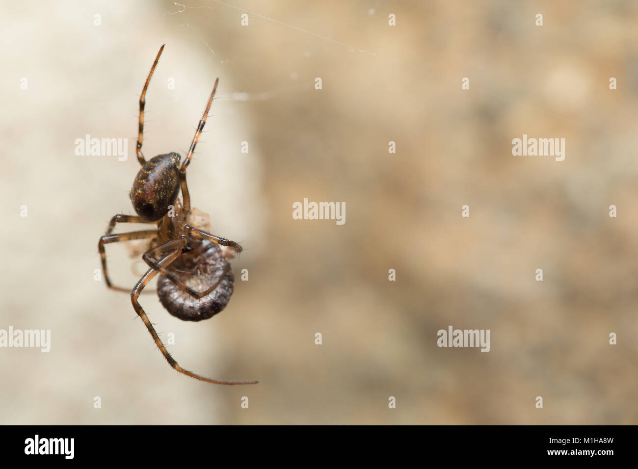 European cave spider Stock Photo