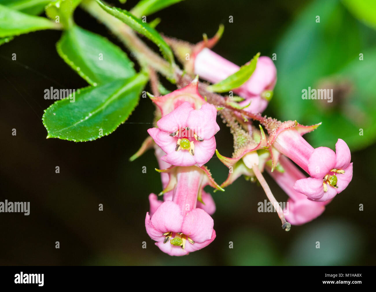 A small collection of escallonia blooms. Stock Photo