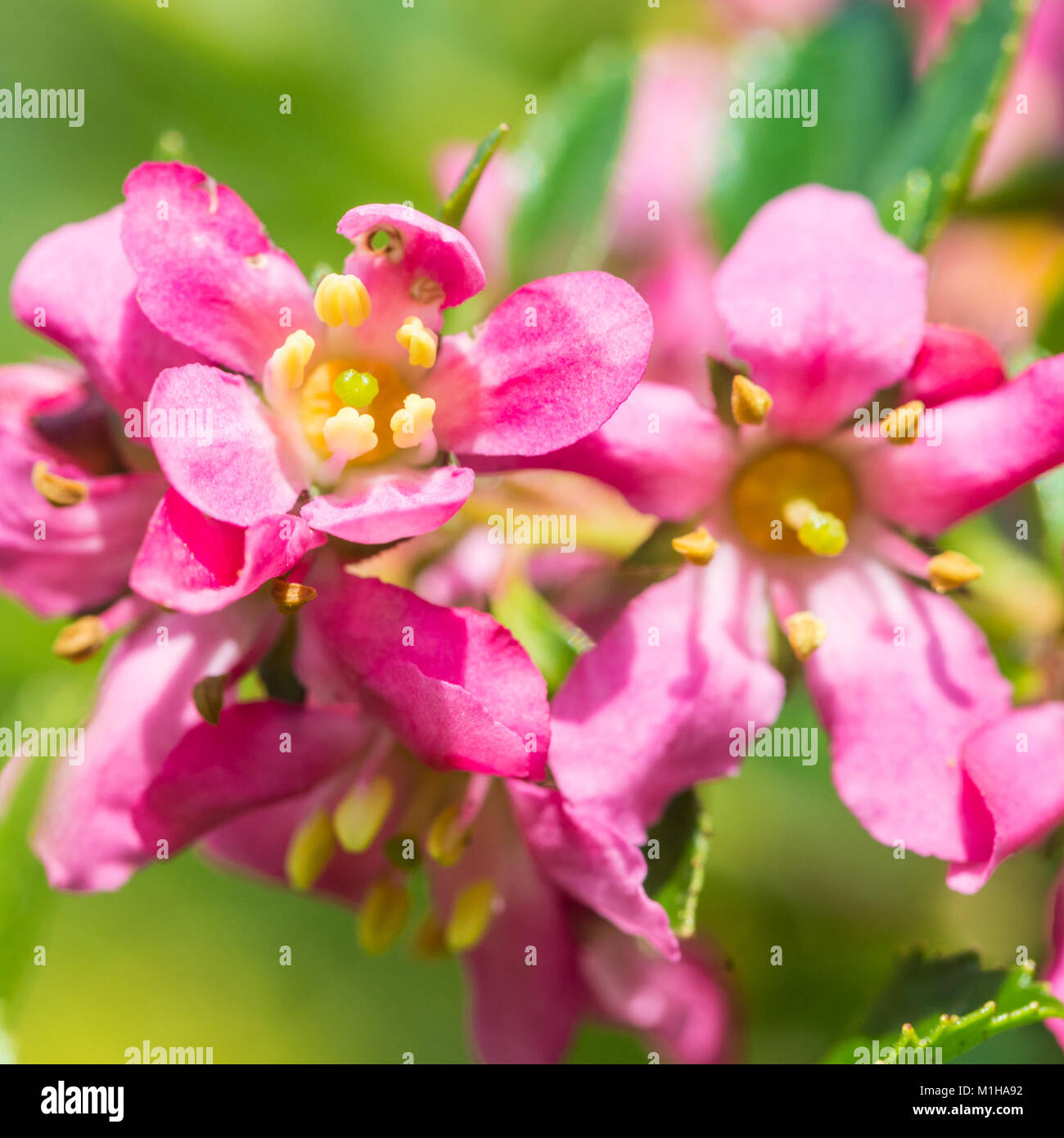 A macro shot of an escallonia bush bloom. Stock Photo