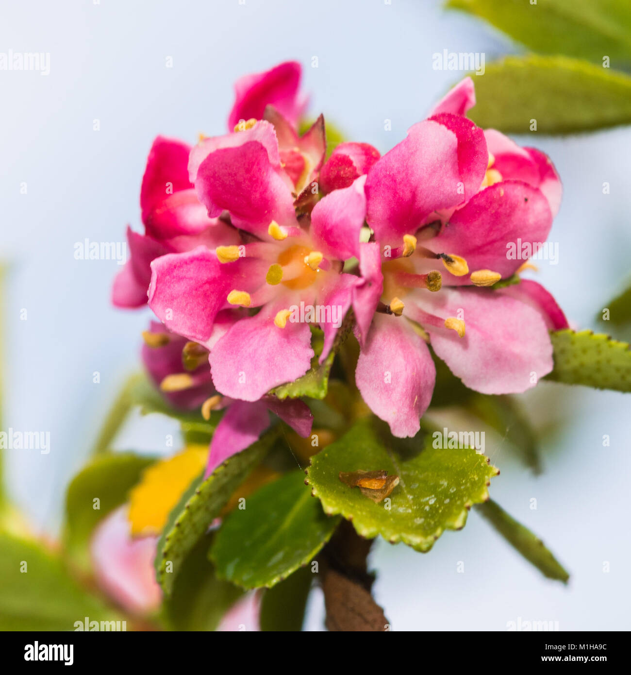 A macro shot of some pink escallonia blooms. Stock Photo