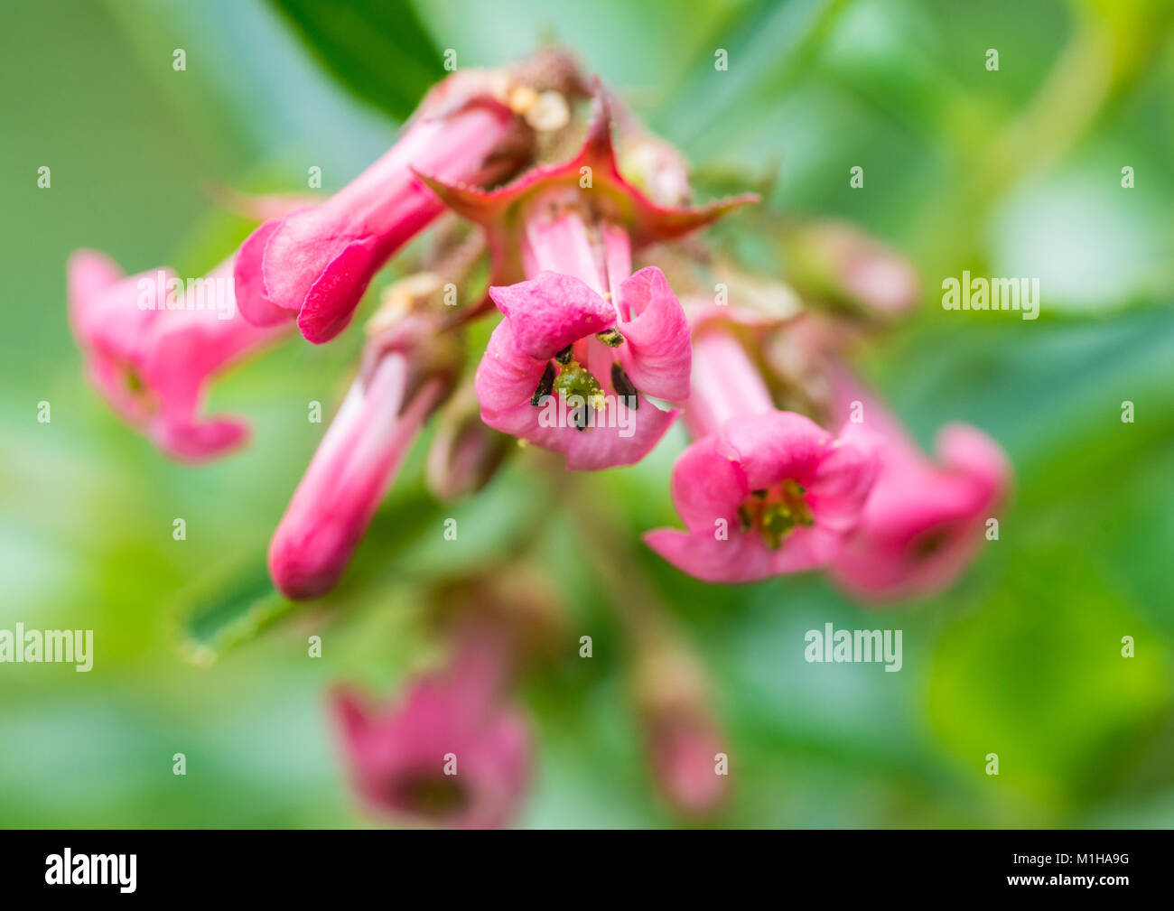 A macro shot of some pink escallonia bush blooms. Stock Photo