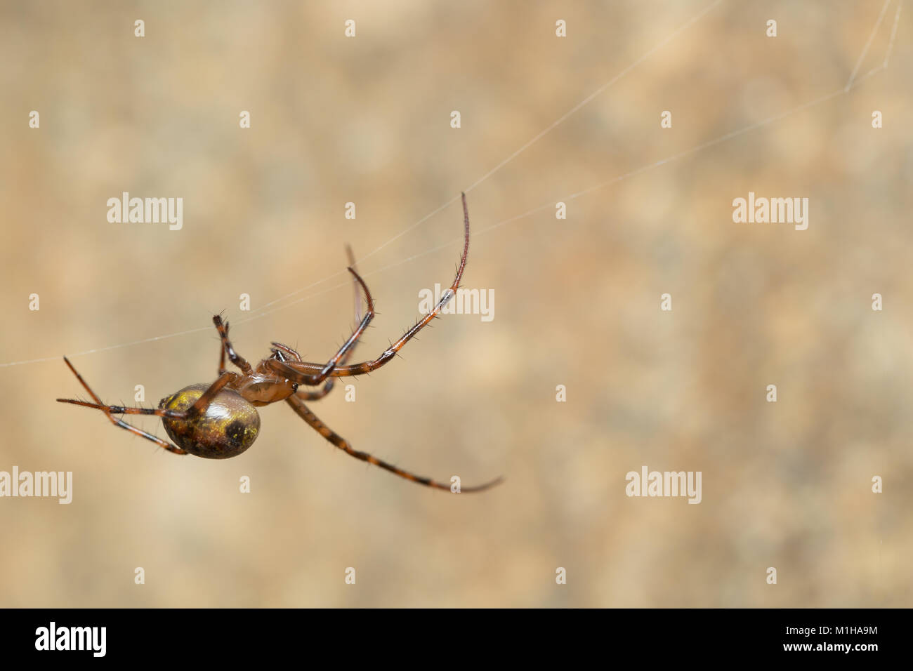 European cave spider Stock Photo