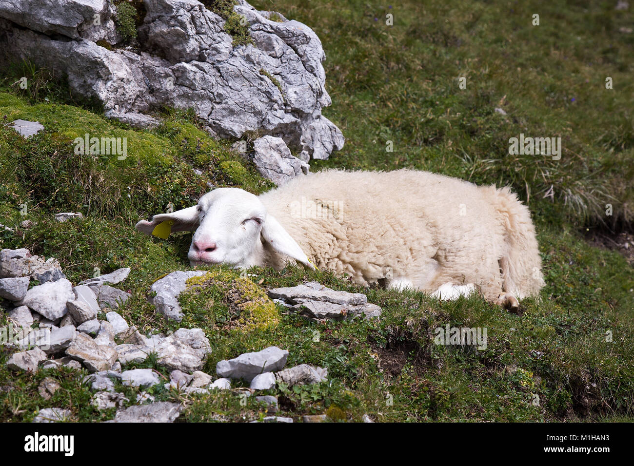 Sleeping Sheep on mountain meadow - pasture on mountain Mangrt, Slovenia Stock Photo