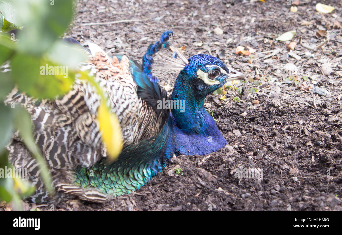 A close-up view of a peacock from the profile. Peacock sitting in the garden. Stock Photo