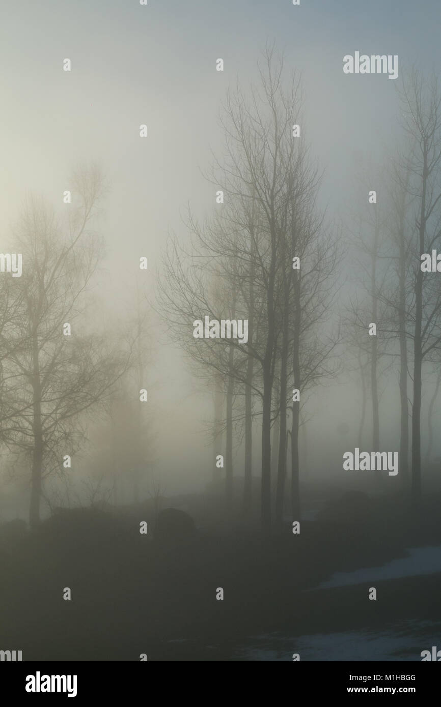 A picture of some trees on a small hill standing in the morning mist. Look mysterious and enigmatic. Stock Photo