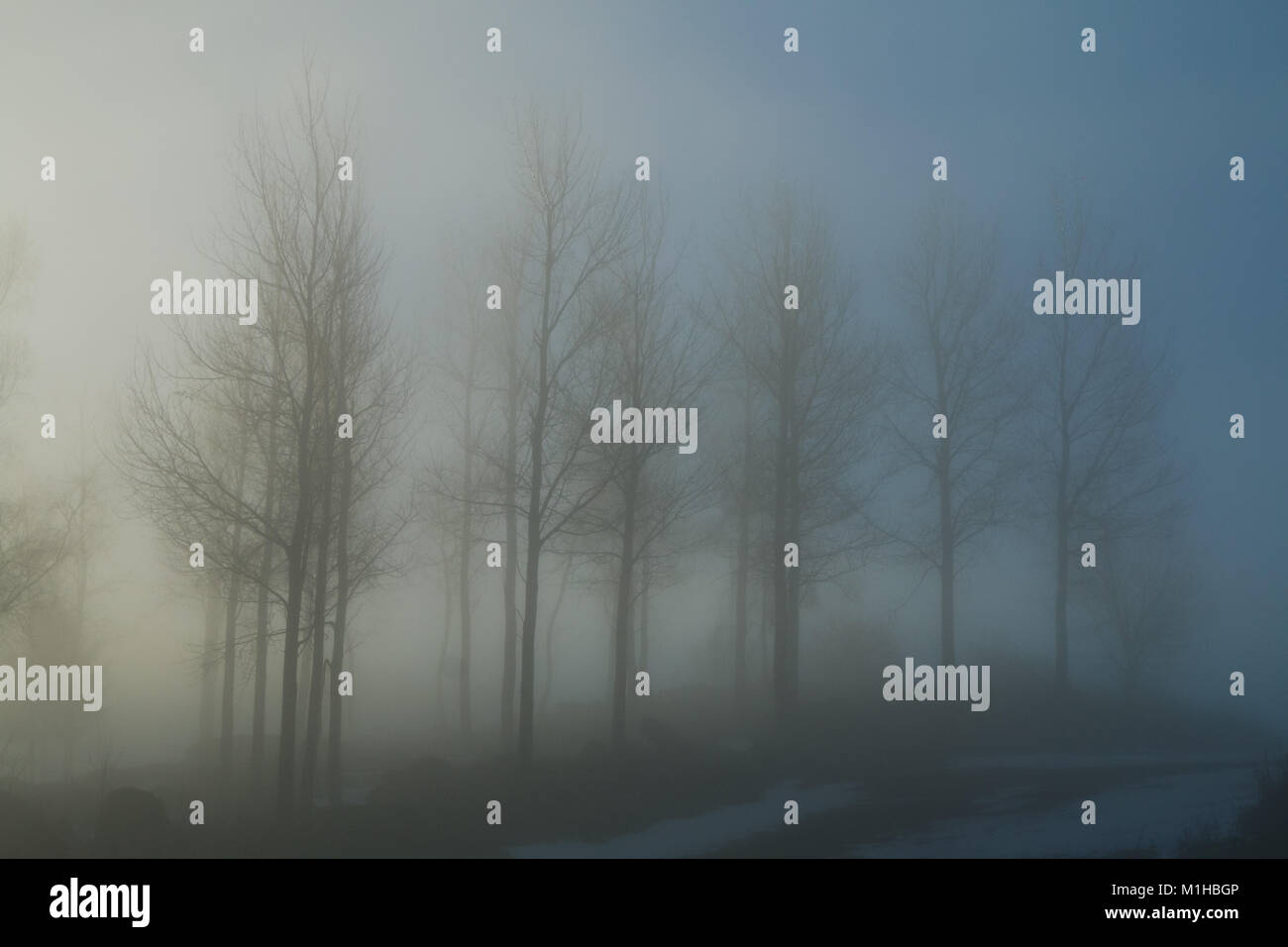 A picture of some trees on a small hill standing in the morning mist. Look mysterious and enigmatic. Stock Photo