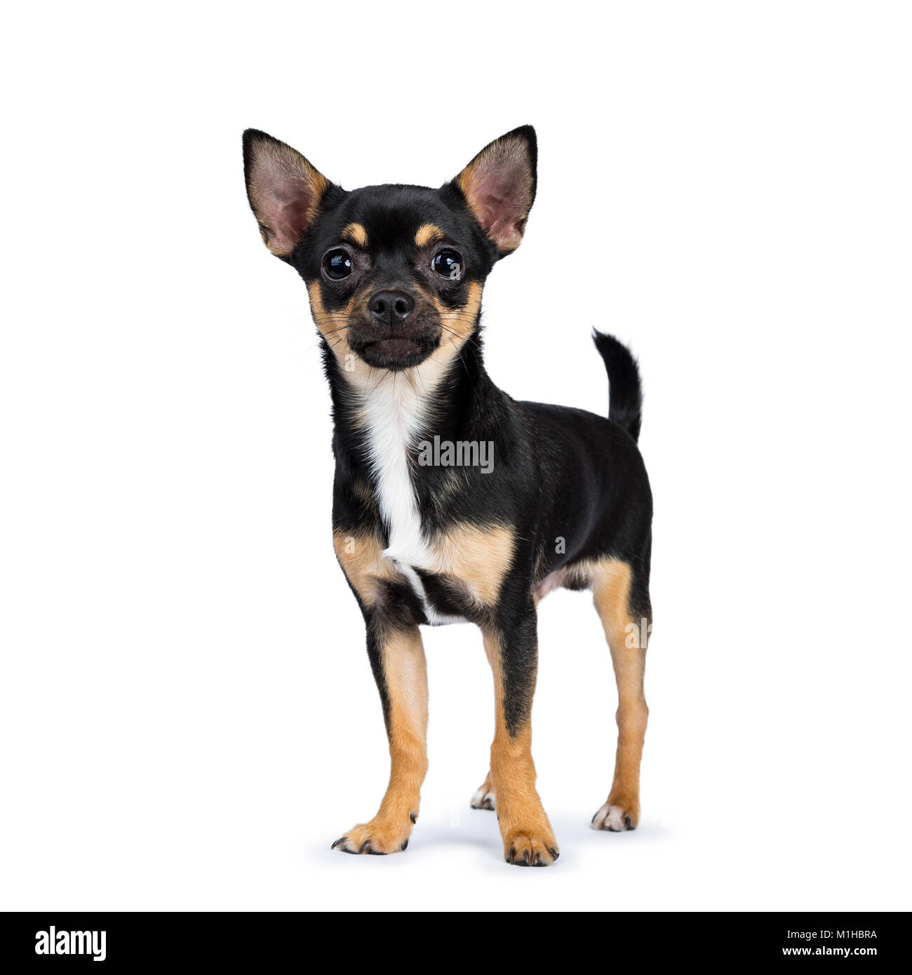 Black Chiwawa Dog Standing Side Ways Looking At The Camera Isolated On White Background Stock Photo Alamy Black Chiwawa Dog Standing Side Ways Looking At The Camera Isolated On White Background Stock Photo Alamy